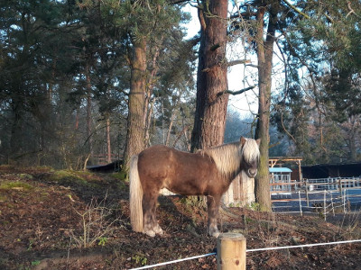 Das Therapiepferd Fálki